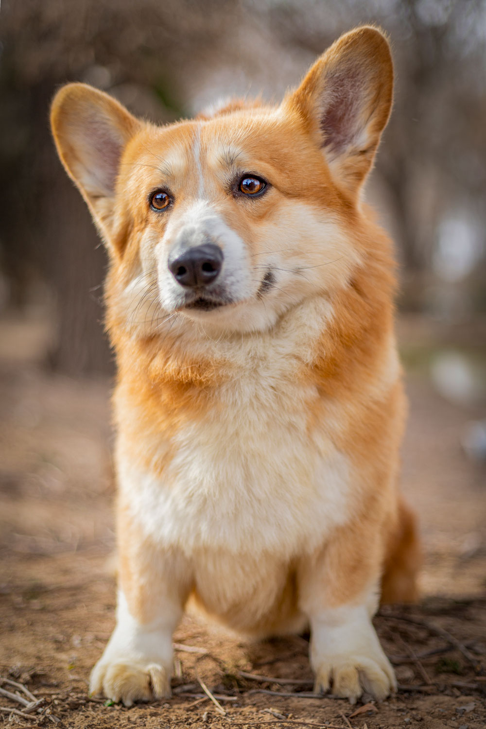 مولد نژاد کاردیگن ولش کرگی اریشیا